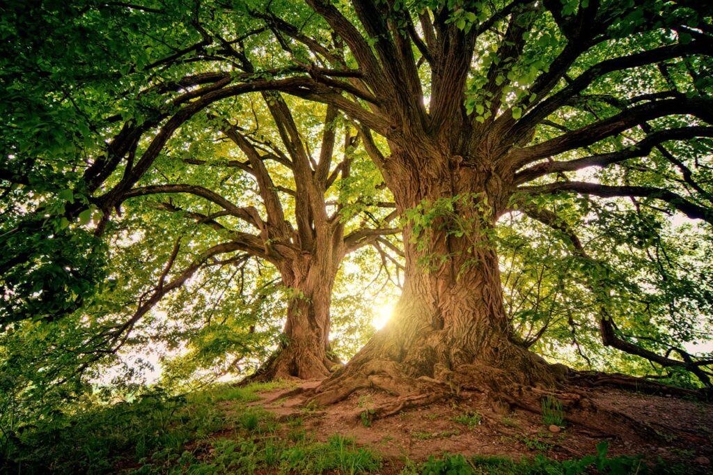 tree