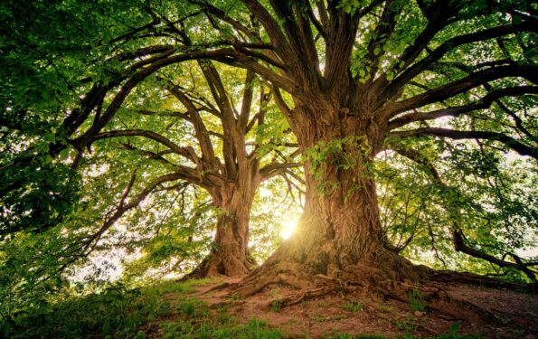 tree