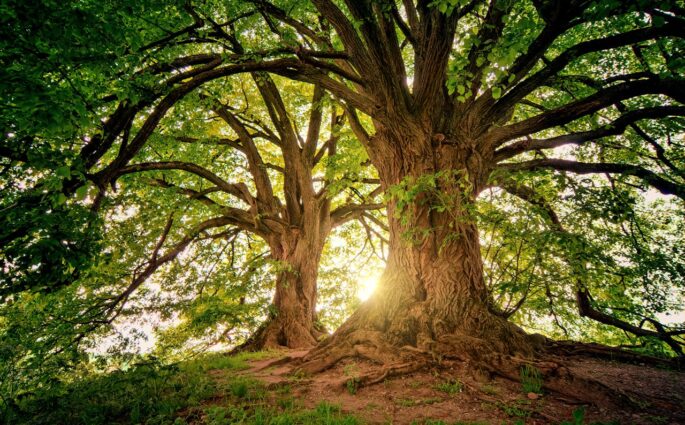 tree
